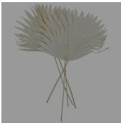 DRIED PLANT PALM LEAF HANDMADE LARGE SUN PALM SPEAR NATURAL FOLIAGE,