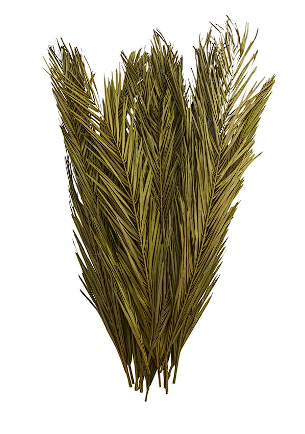 GREEN DRIED PLANT PALM LEAF NATURAL FOLIAGE WITH FEATHER INSPIRED STEMS, 4" X 1" X 43"