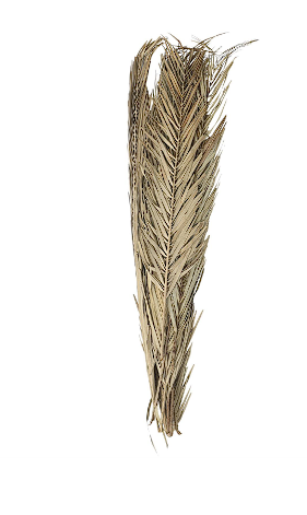 LIGHT BROWN DRIED PLANT PALM LEAVES TALL NATURAL FOLIAGE, 4" X 1" X 43"