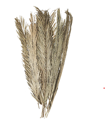 LIGHT BROWN DRIED PLANT PALM LEAVES TALL NATURAL FOLIAGE, 4" X 1" X 43"