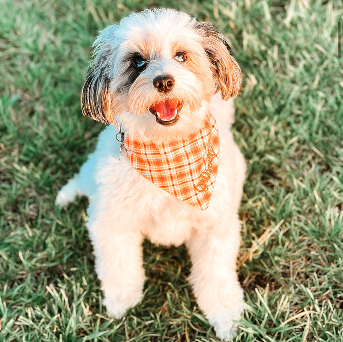 "Mint" For You Dog Bandana
