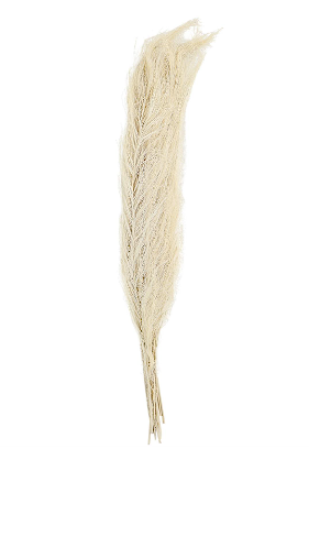 WHITE DRIED PLANT FEATHER LIKE LEAVES NATURAL FOLIAGE WITH STEMS, 4" X 1" X 35"